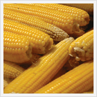 corn starch